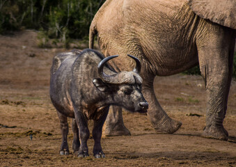 cape buffalo in the wild