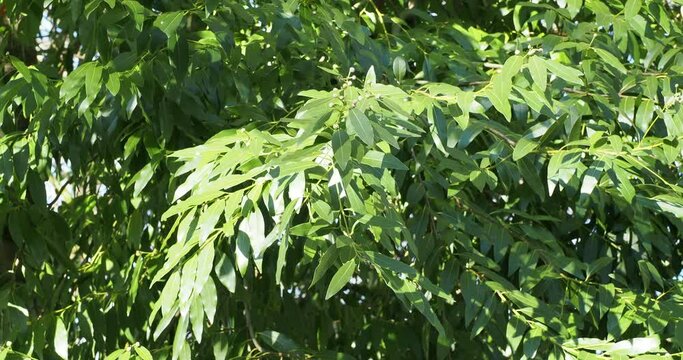 (Umbellularia californica) Oregon myrtle tree ' pepperwood' with slender and supple twigs bearing simple, bright green, lance-shaped alternate loose and shady foliage swaying lightly in the wind
