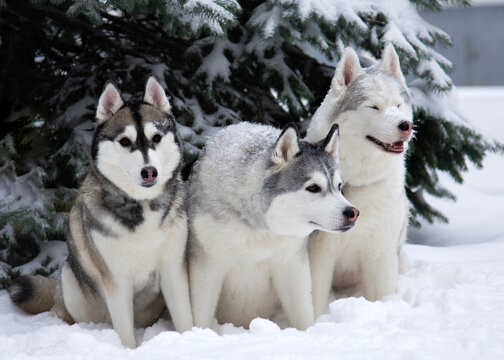 Three dogs close-up lie in the snow. Husky breed