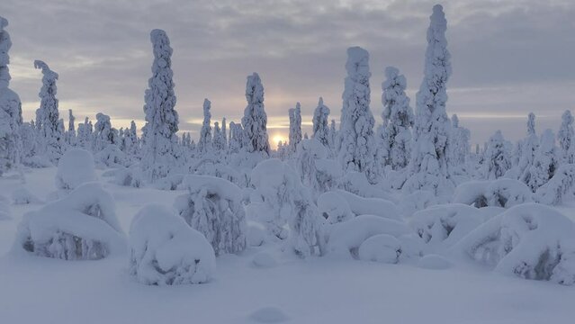 The snowy tundra in the Urho Kekkonen Park immersive drone view