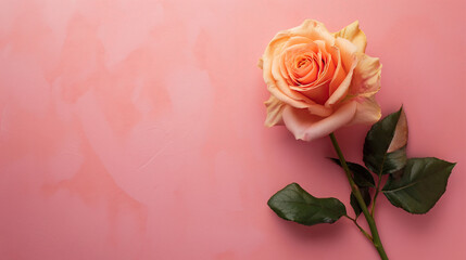 pink rose on wooden background