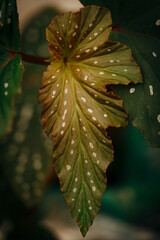 begonia maculata