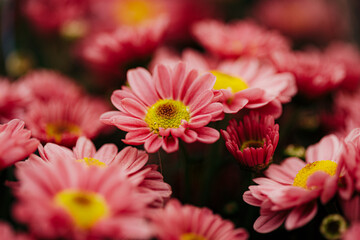 pink and yellow dahlia background