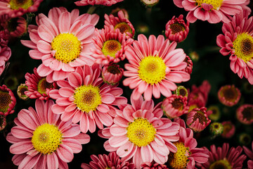 pink and yellow dahlia background