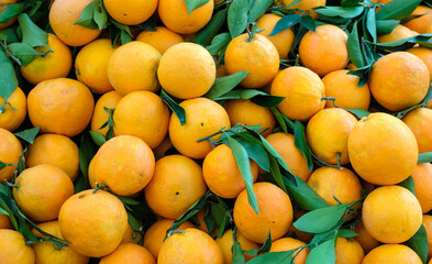Stem leaf oranges full background
