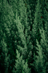 spruce forest background