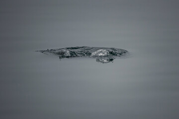 monochrom picture of a water splash on water surface from a diving duck