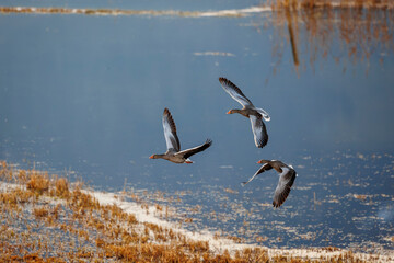 Three wild geese in flight in formation in her winter habitat