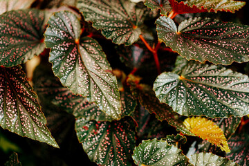 begonia maculata