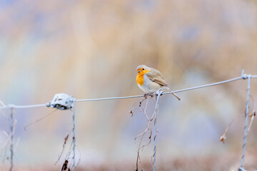 red brested robin on a fence