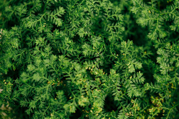 background of green moss