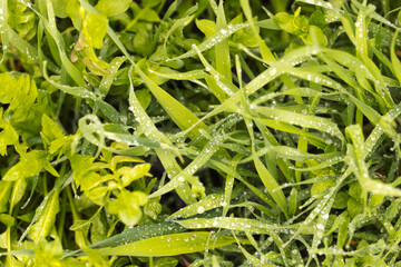 Fototapeta premium green spring texture of grass with dew drops