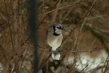 This blue jay bird is perched in the branches of this tree. The brown limbs and leafless branches showing the winter season. The pretty colors of this corvid standing out.