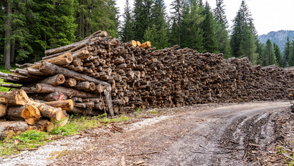 Thousands of logs stacked after the storm that destroyed the woods. Pile of wooden logs, big trunks...