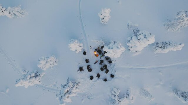 Drone view of a group of hikers around a campfire in finnish lapland 