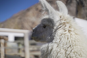 llama in the zoo