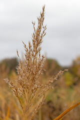 Obraz premium autumn, ekibana of dried plants in nature, soft focus and close-up