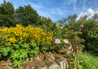 Yellow flowers, and pink roses, growing over a, moss covered dry stone wall in, Wainstalls, Halifax, UK