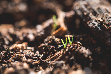 Two seedlings