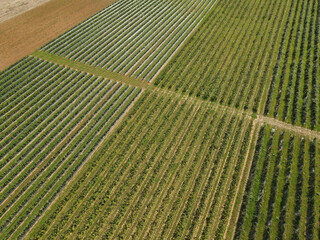 Aerial view of raspberry plantation in the countryside 