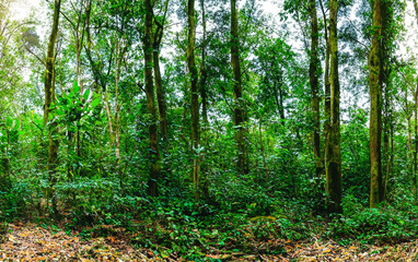 Obraz premium panorama banner background of tropical forest landscape scene for using in concept of environmental ecology and sustainable energy or Earth day, wild wood scenic using for wallpaper of spa and tourism