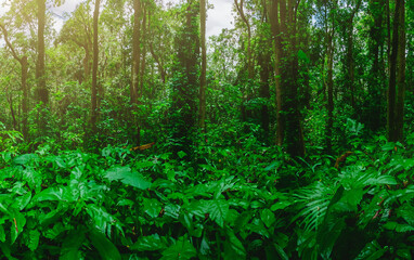 Fototapeta na wymiar panorama banner background of tropical forest landscape scene for using in concept of environmental ecology and sustainable energy or Earth day, wild wood scenic using for wallpaper of spa and tourism