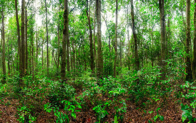 Obraz premium panorama banner background of tropical forest landscape scene for using in concept of environmental ecology and sustainable energy or Earth day, wild wood scenic using for wallpaper of spa and tourism