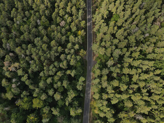 View from above of a road between pine trees in the forest