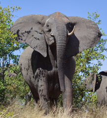 Afrikanischer Elefant / African elephant / Loxodonta africana..