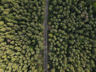 Aerial view of a road between trees in the forest