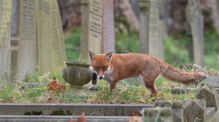 Red fox in a graveyard