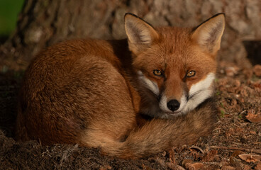 Sleeping fox in morning sunlight 