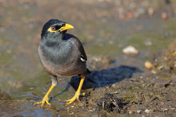 Hirtenmaina oder Hirtenstar / Common myna or Indian myna / Acridotheres tristis