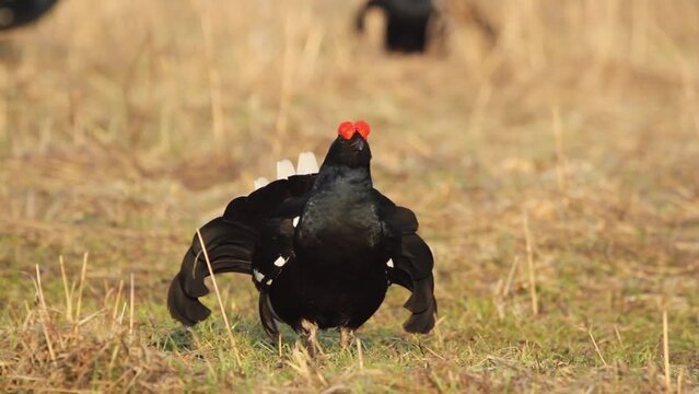 Black Grouse (Tetrao tetrix) in the field