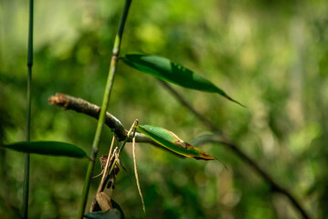 Detail of a plant leaf from the Atlantic Forest, a Brazilian biome. Photo taken inside the Parque das Neblinas private protected area, Taiaçupeba, Mogi das Cruzes, São Paulo, Brazil.