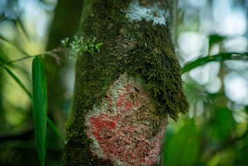 Detail of a lichen on the trunk of a tree in the Atlantic Forest, a Brazilian biome. Photo taken inside the Parque das Neblinas private protected area, Taiaçupeba, Mogi das Cruzes, São Paulo, Brazil.