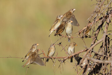 Naklejka premium Blutschnabelweber / Red-billed quelea or Red-billed weaver / Quelea quelea