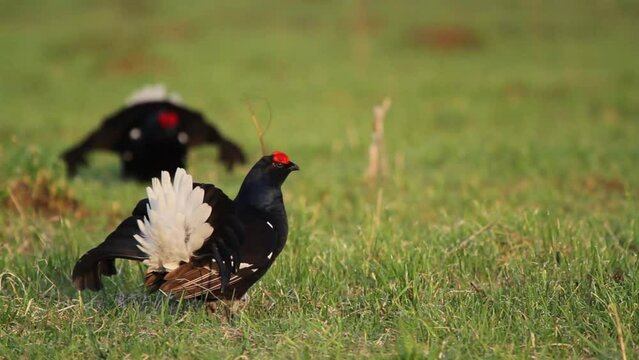 Black Grouse (Tetrao tetrix) in the field
