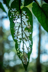 Detail of a plant leaf from the Atlantic Forest, a Brazilian biome. Photo taken inside the Parque das Neblinas private protected area, Taiaçupeba, Mogi das Cruzes, São Paulo, Brazil.