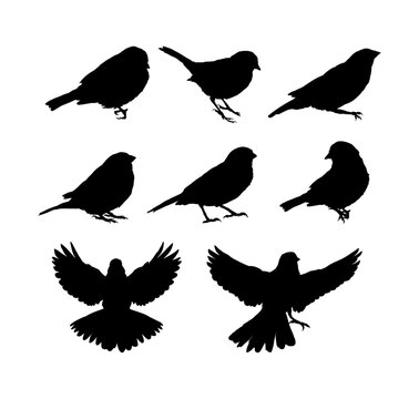 Set of sparrow silhouette, Set of bird silhouette - vector illustration