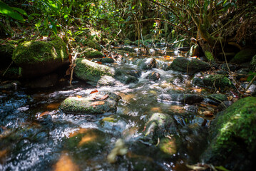 A small, beautiful stream with crystal-clear waters within the Parque das Neblinas private protected area. This is where the water that supplies the Itatinga River in São Paulo originates.