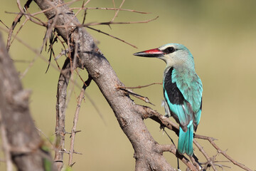 Senegalliest / Woodland kingfisher / Halcyon senegalensis - obrazy, fototapety, plakaty