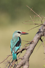 Senegalliest / Woodland kingfisher / Halcyon senegalensis