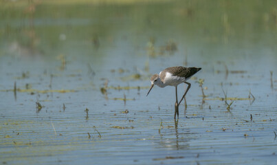 black-winged stilt in rice field in the ebro delta	
