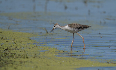 black-winged stilt in rice field in the ebro delta	