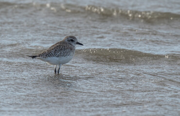 grey plover in the shore of wild beach