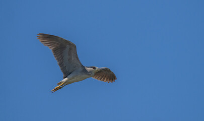 Black-crowned Night Heron in flight over the marsh	