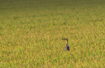 Purple Heron hiding in the rice field	