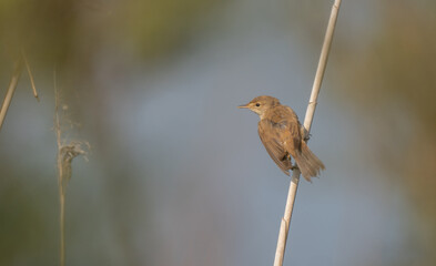 Common Reed Warbler among the reeds	