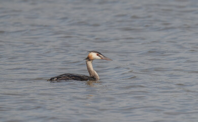 Great Crested Grebe swimming in the lagoon	
